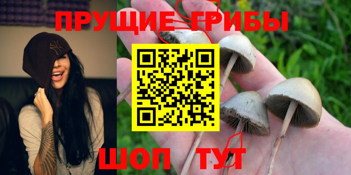 Галлюциногенные грибы Psilocybe Сокол
